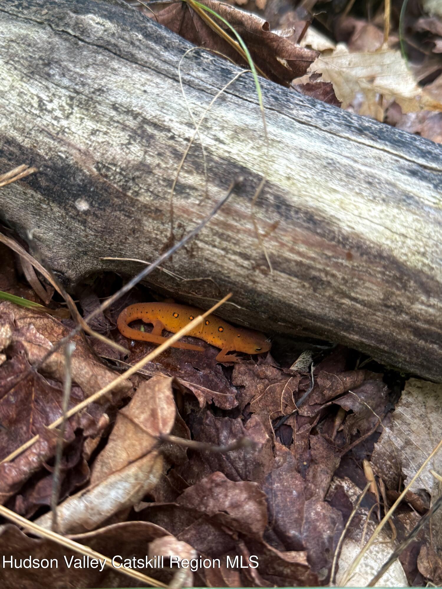 0 Black River Road Stephentown, NY 12169 - Photo 14 of 20