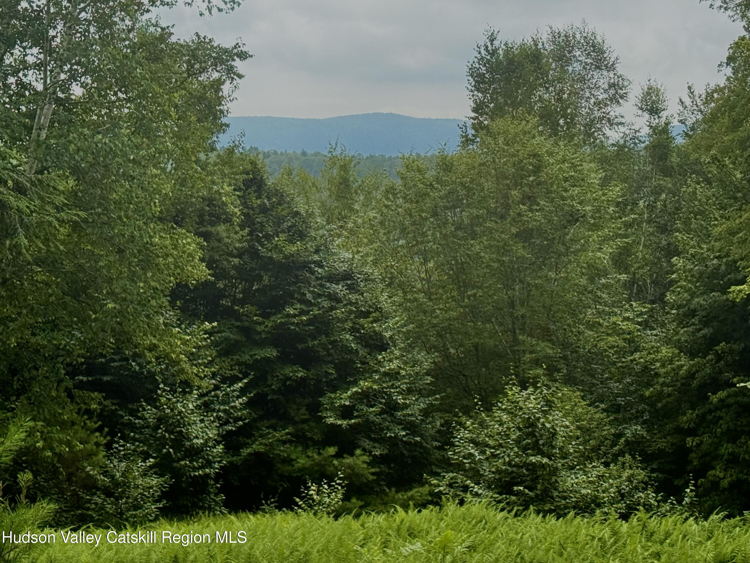 0 Black River Road Stephentown, NY 12169 - Photo 16 of 20 a view of a lush green forest with trees and some plants