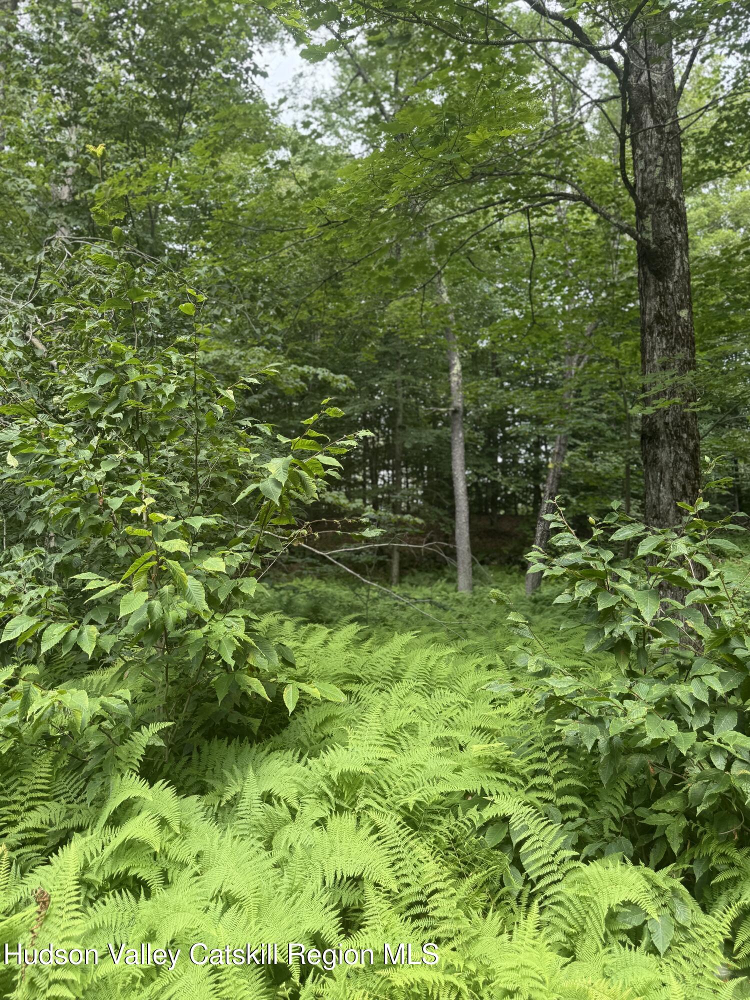 0 Black River Road Stephentown, NY 12169 - Photo 17 of 20 a view of forest