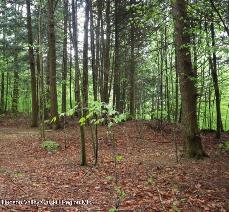0 Black River Road Stephentown, NY 12169 - Photo 4 of 20 a view of a yard with plants and trees