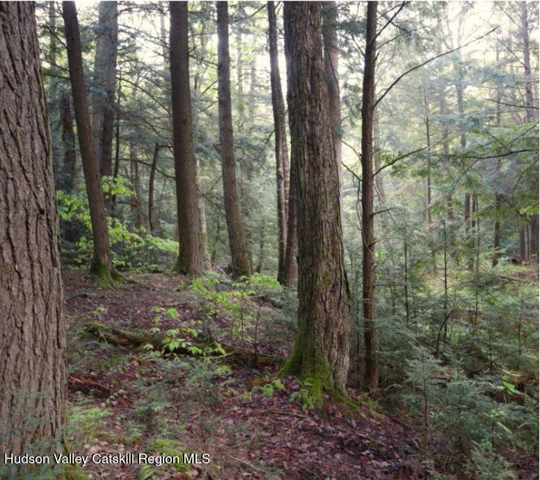 0 Black River Road Stephentown, NY 12169 - Photo 5 of 20 a view of a forest that has large trees