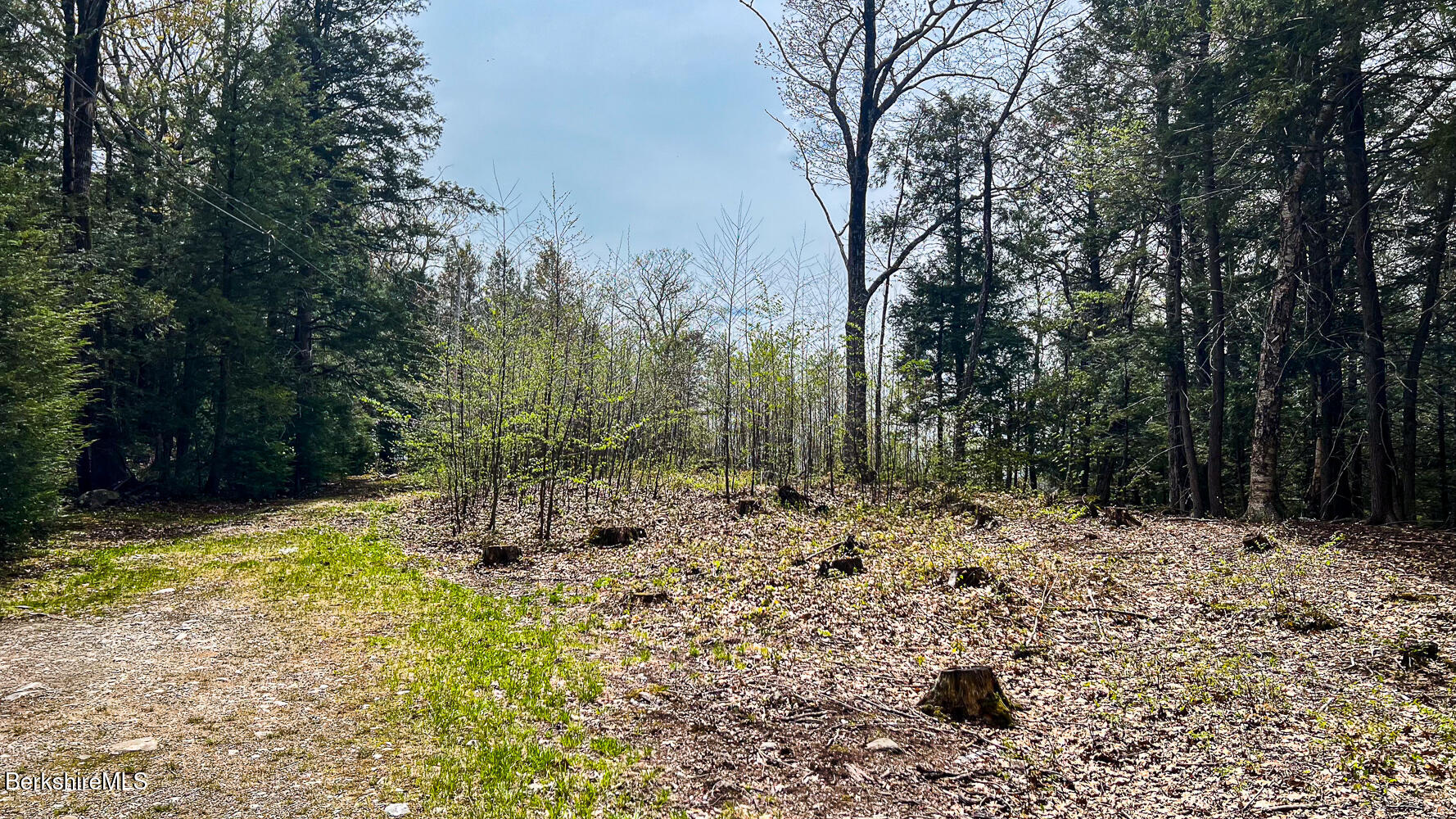 58 Stanley Road East Otis, MA 01029 - Photo 6 of 14 a view of a yard with trees