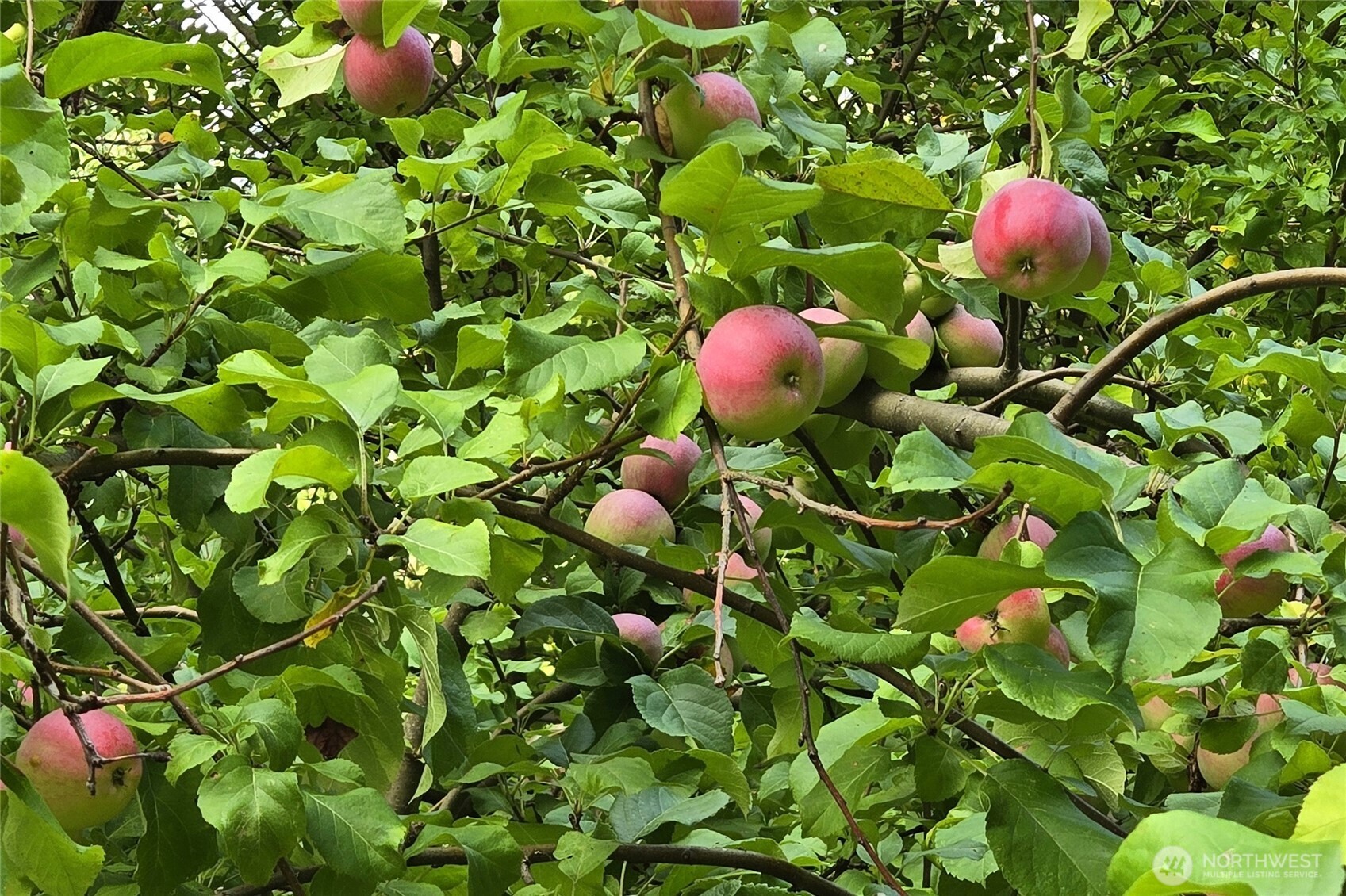 701 Mineral Hill Road Mineral, WA 98355 - Photo 32 of 40 a picture of flowers