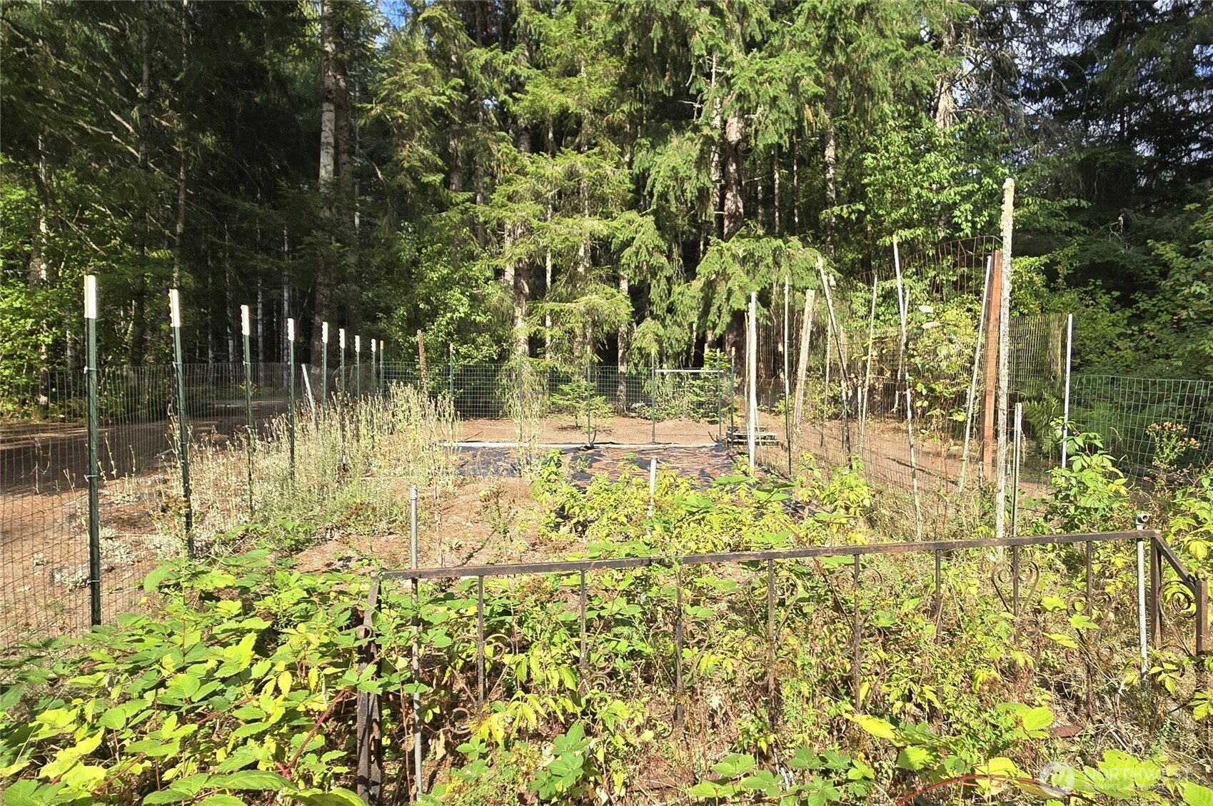 701 Mineral Hill Road Mineral, WA 98355 - Photo 34 of 40 a view of yard with green space