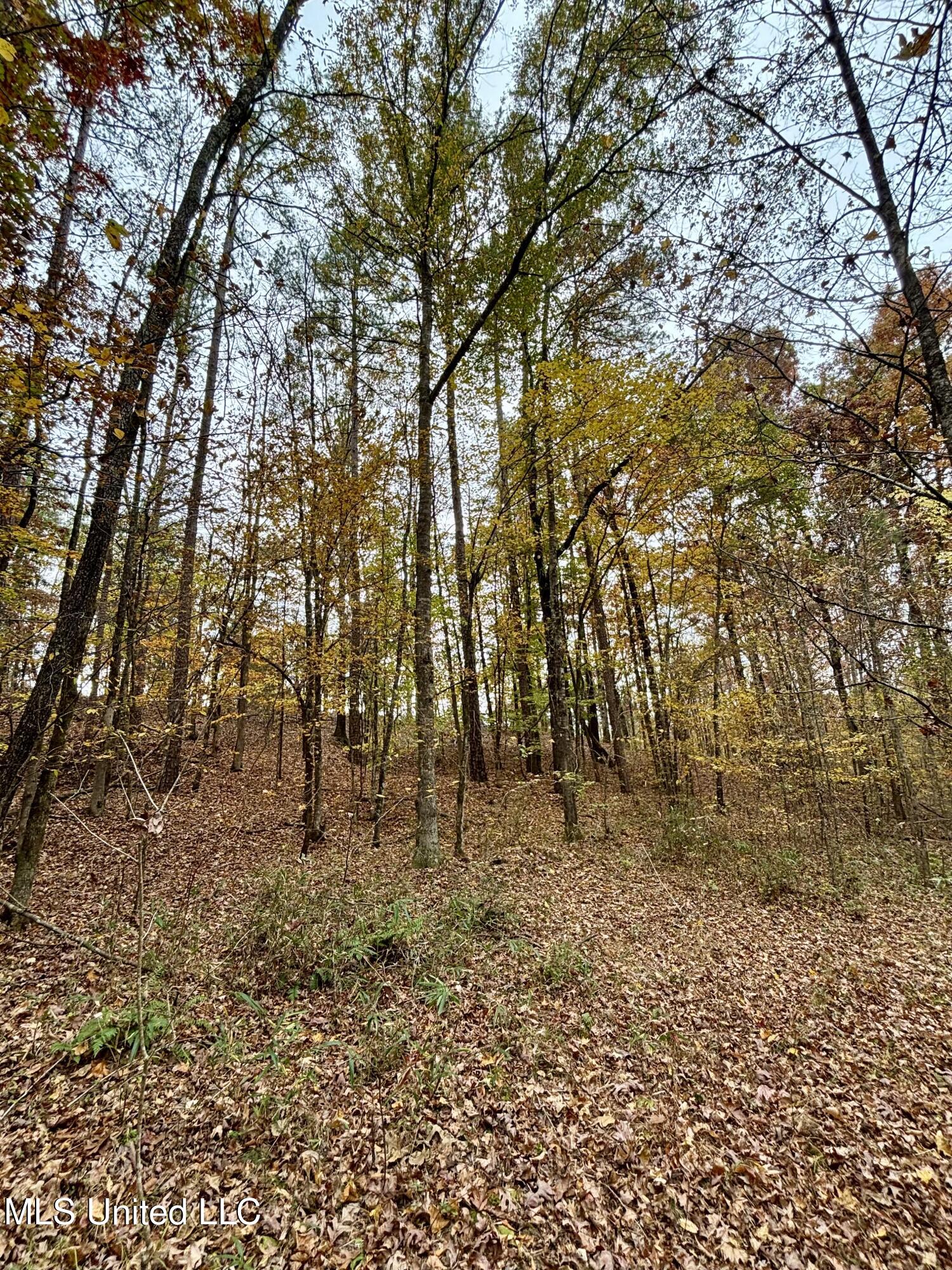 Border Road Carrollton, MS 38917 - Photo 21 of 26 IMG_2607