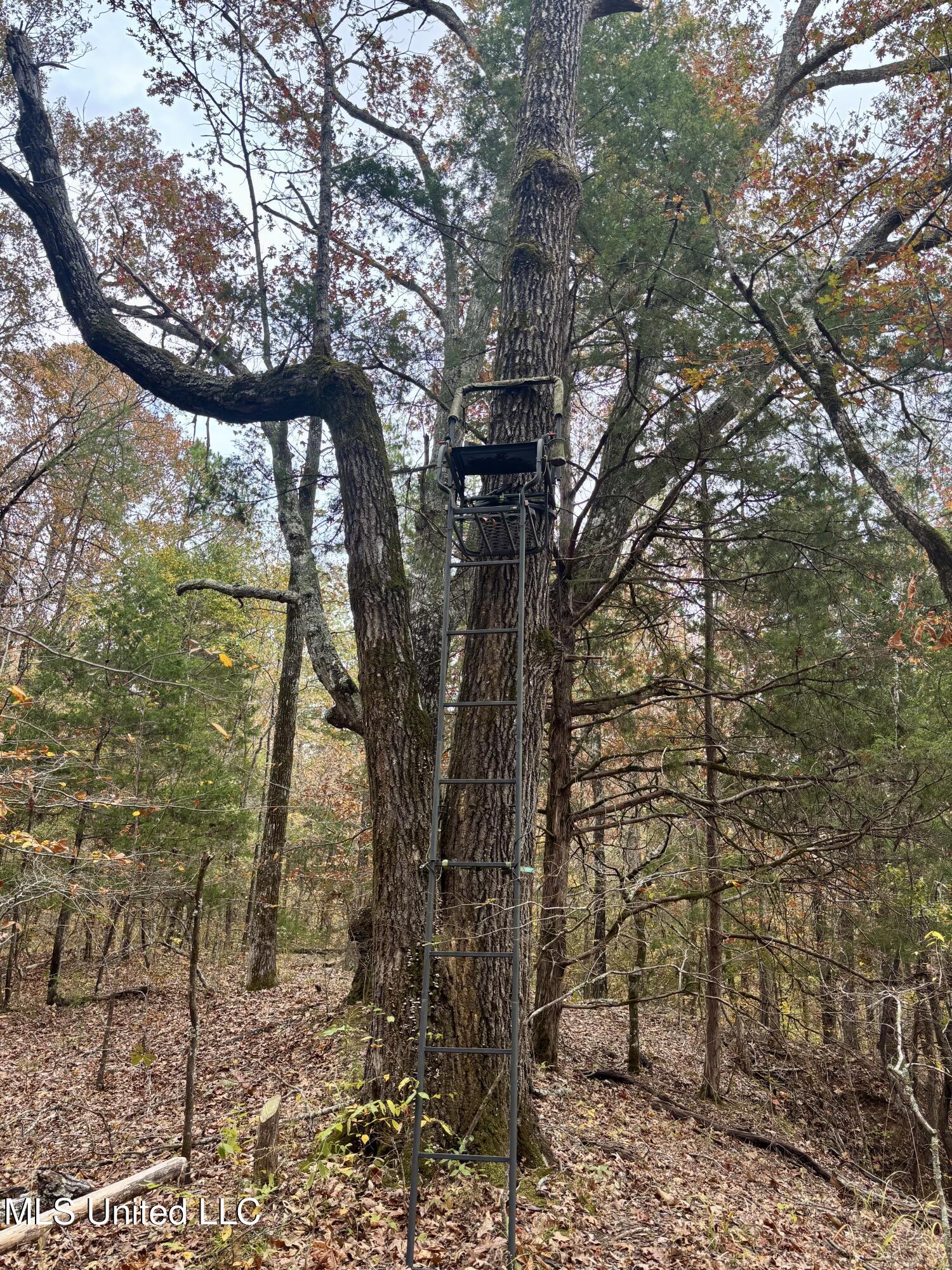 Border Road Carrollton, MS 38917 - Photo 22 of 26 IMG_2608