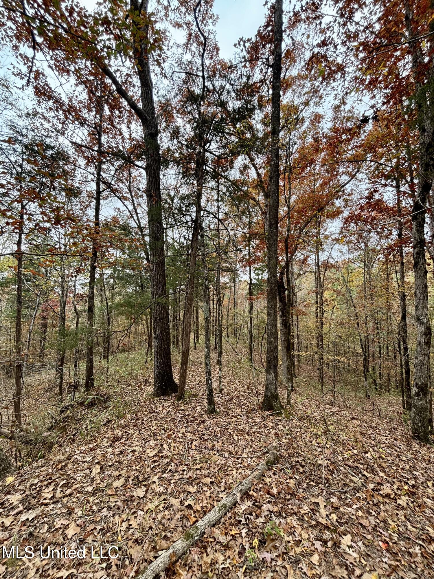 Border Road Carrollton, MS 38917 - Photo 23 of 26 IMG_2609