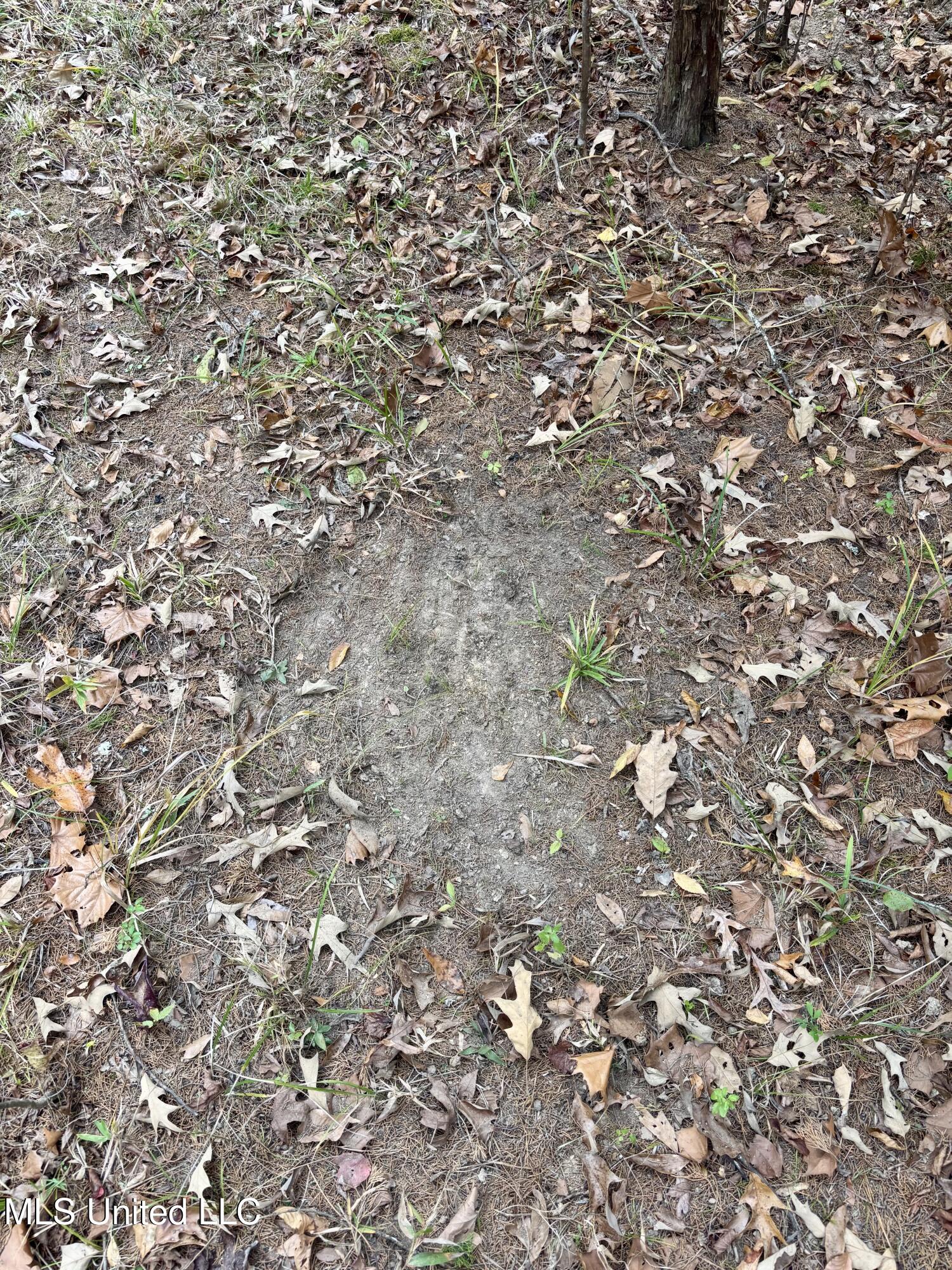 Border Road Carrollton, MS 38917 - Photo 24 of 26 IMG_2610