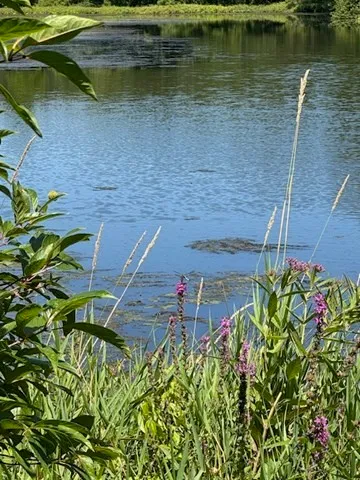 a view of a lake with a house