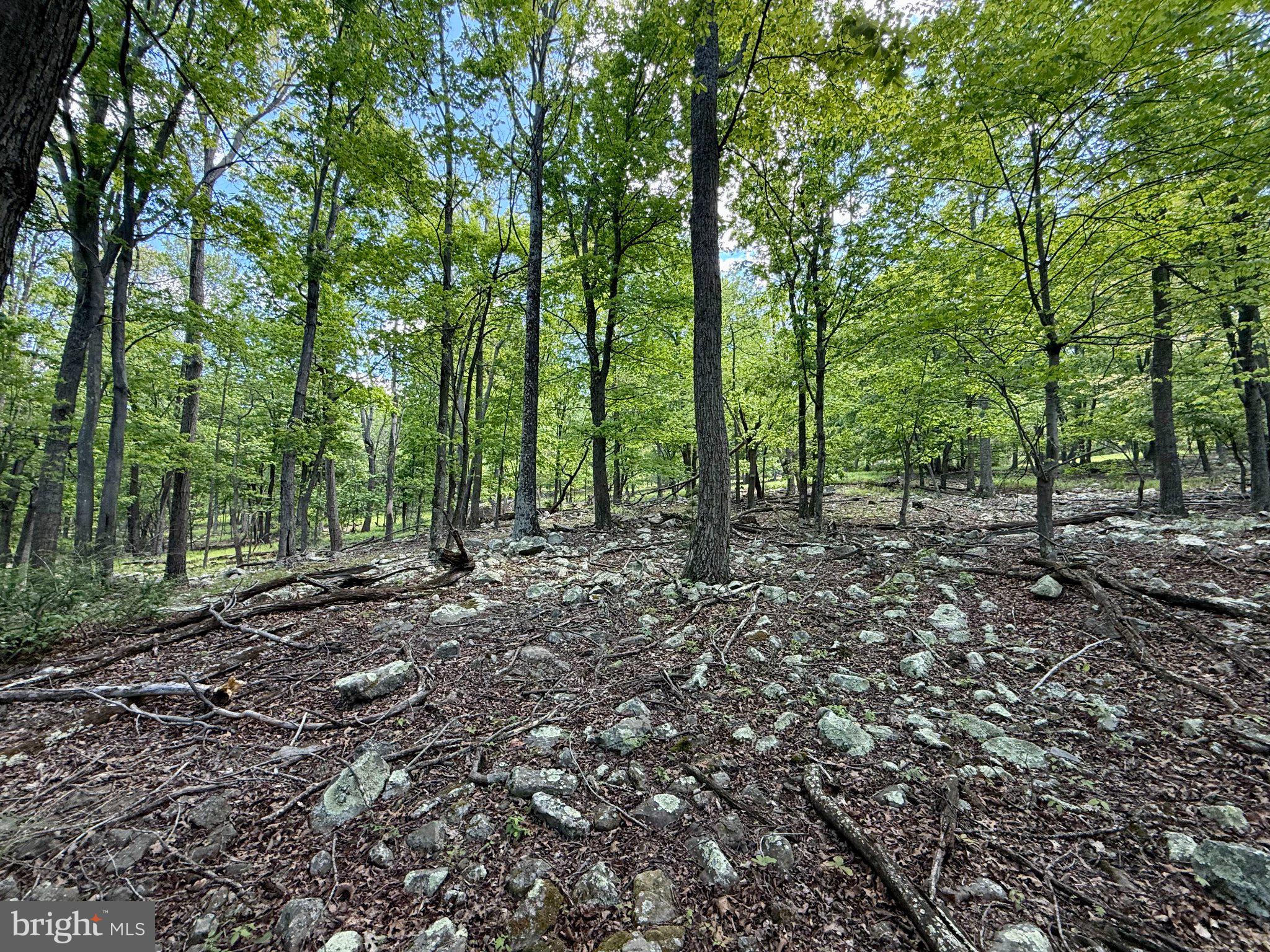 115 River Ridge Yellow Spring, WV 26865 - Photo 21 of 25 Lush forest with rocky terrain.
