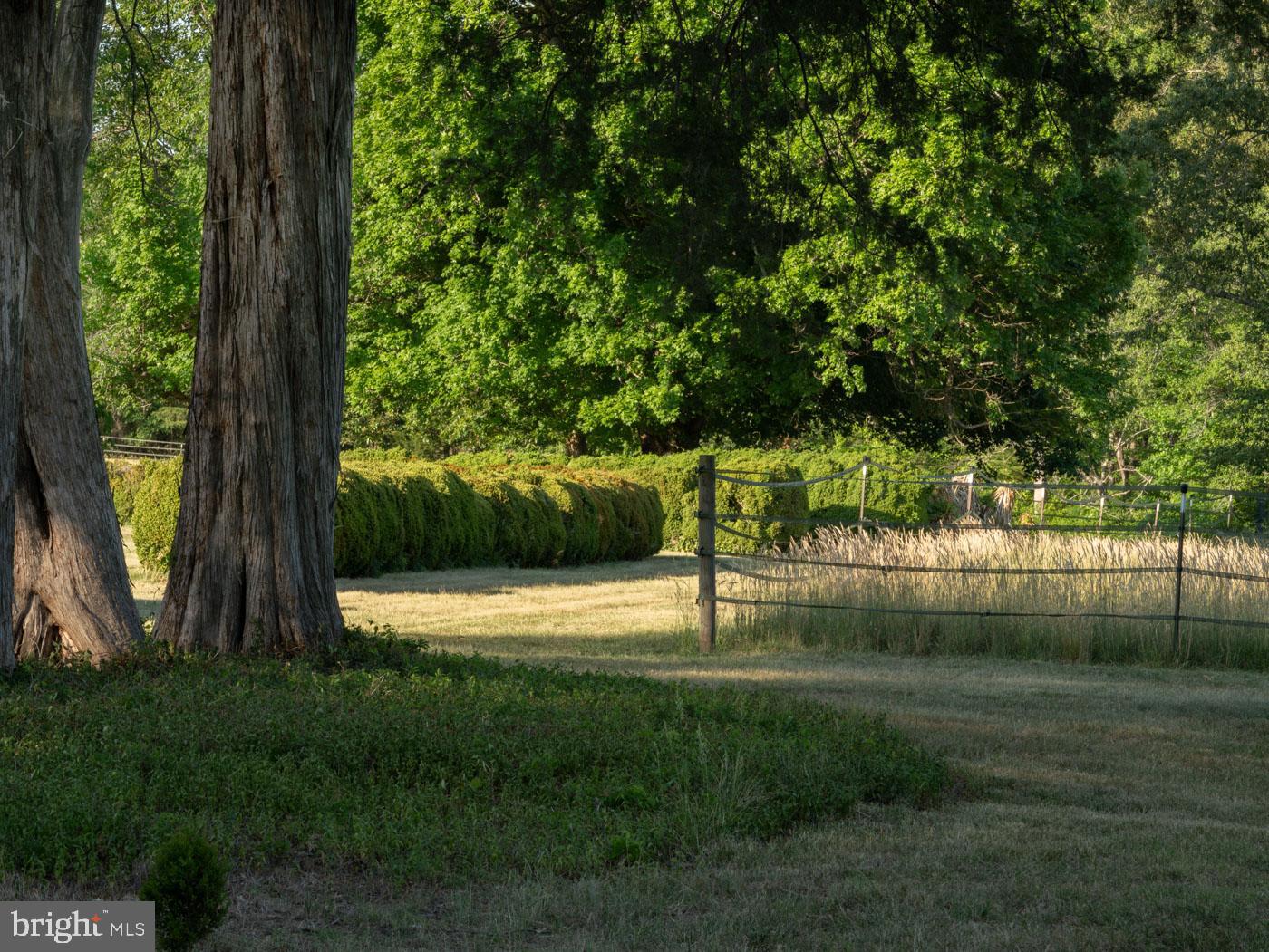 2345 Berry Hill Road Danville, VA 24541 - Photo 97 of 130 Towering Ancient Trees frame the path to pasture