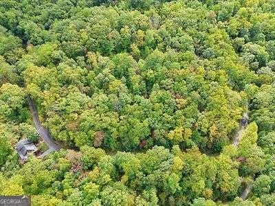 view of a lush green forest