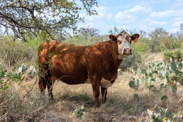 $3,570,200 | 4632 Onion Creek Road, Doss, TX 78618