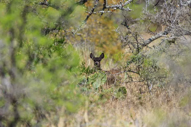 $3,570,200 | 4632 Onion Creek Road, Doss, TX 78618