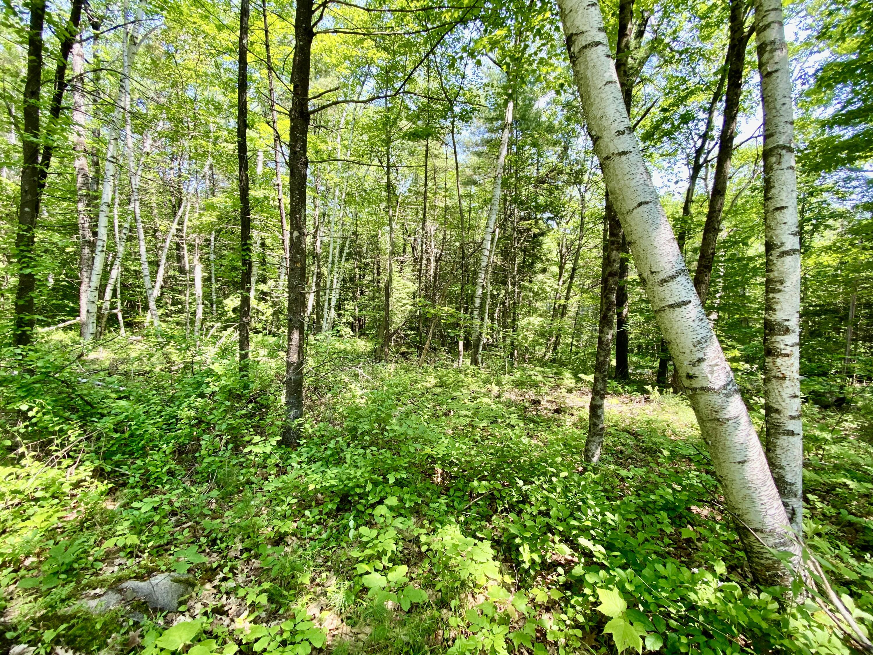0 Maplecrest Road Parsonsfield, ME 04047 - Photo 5 of 11 IMG_3010