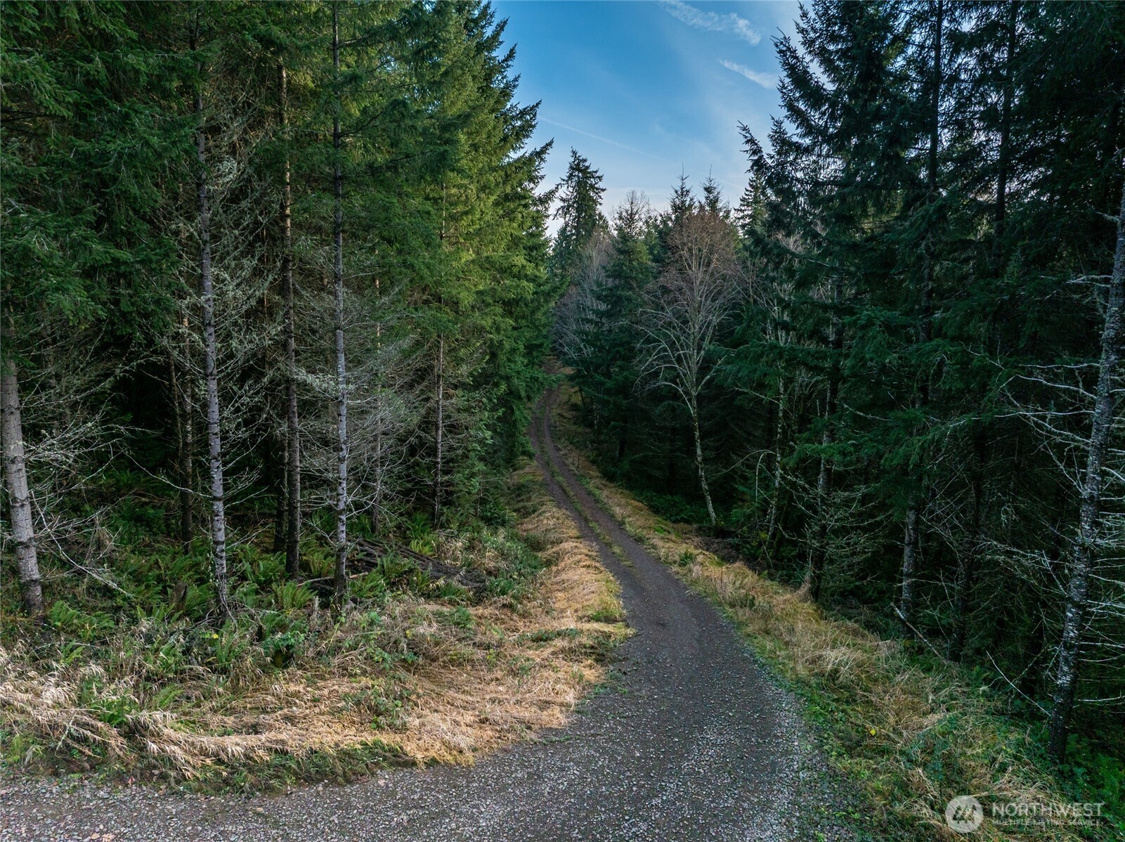 50 X Winston Creek Road Mossyrock, WA 98564 - Photo 4 of 21 a view of a forest with trees
