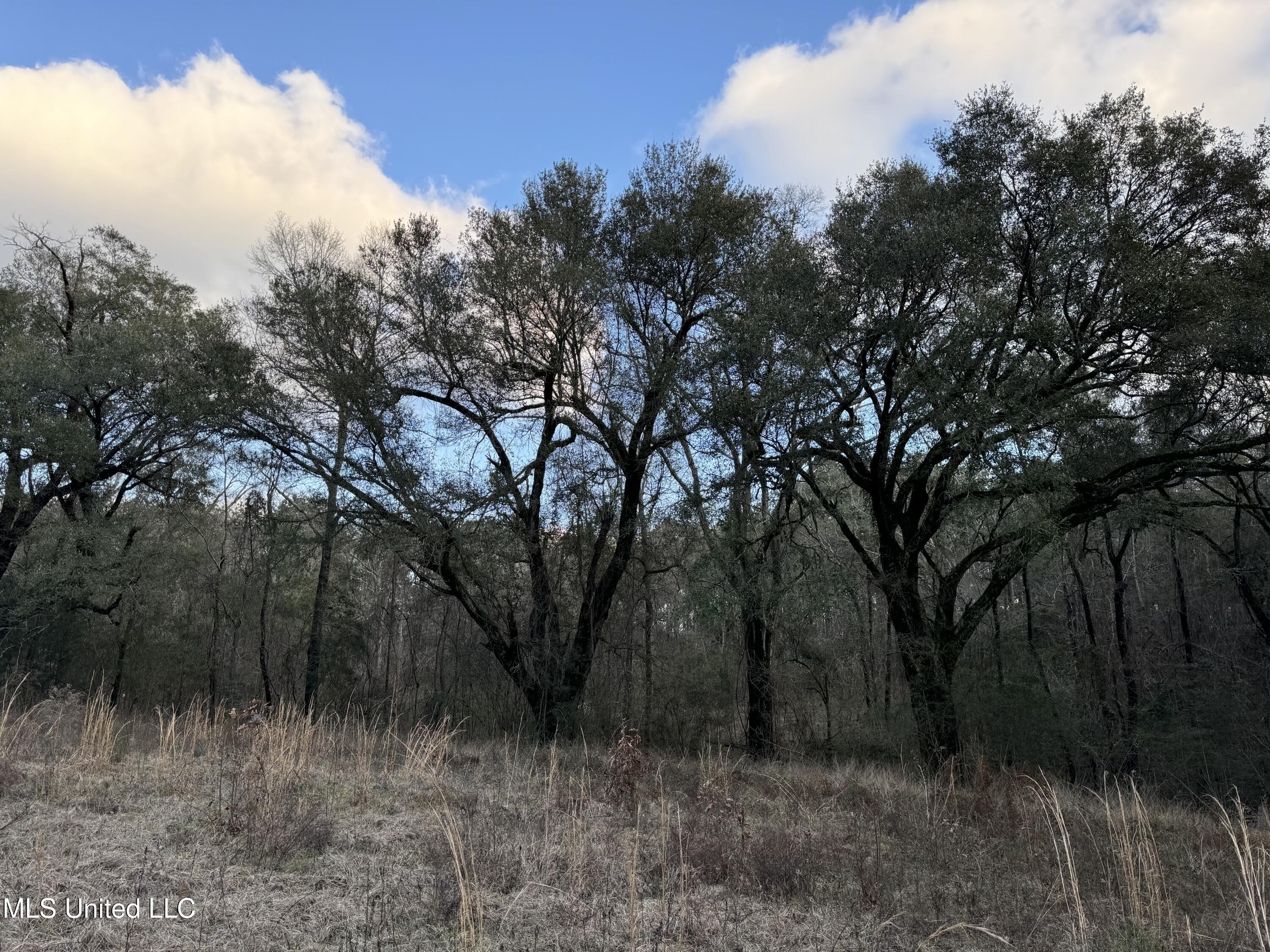 334 Baughman Road Poplarville, MS 39470 - Photo 18 of 19 View from road