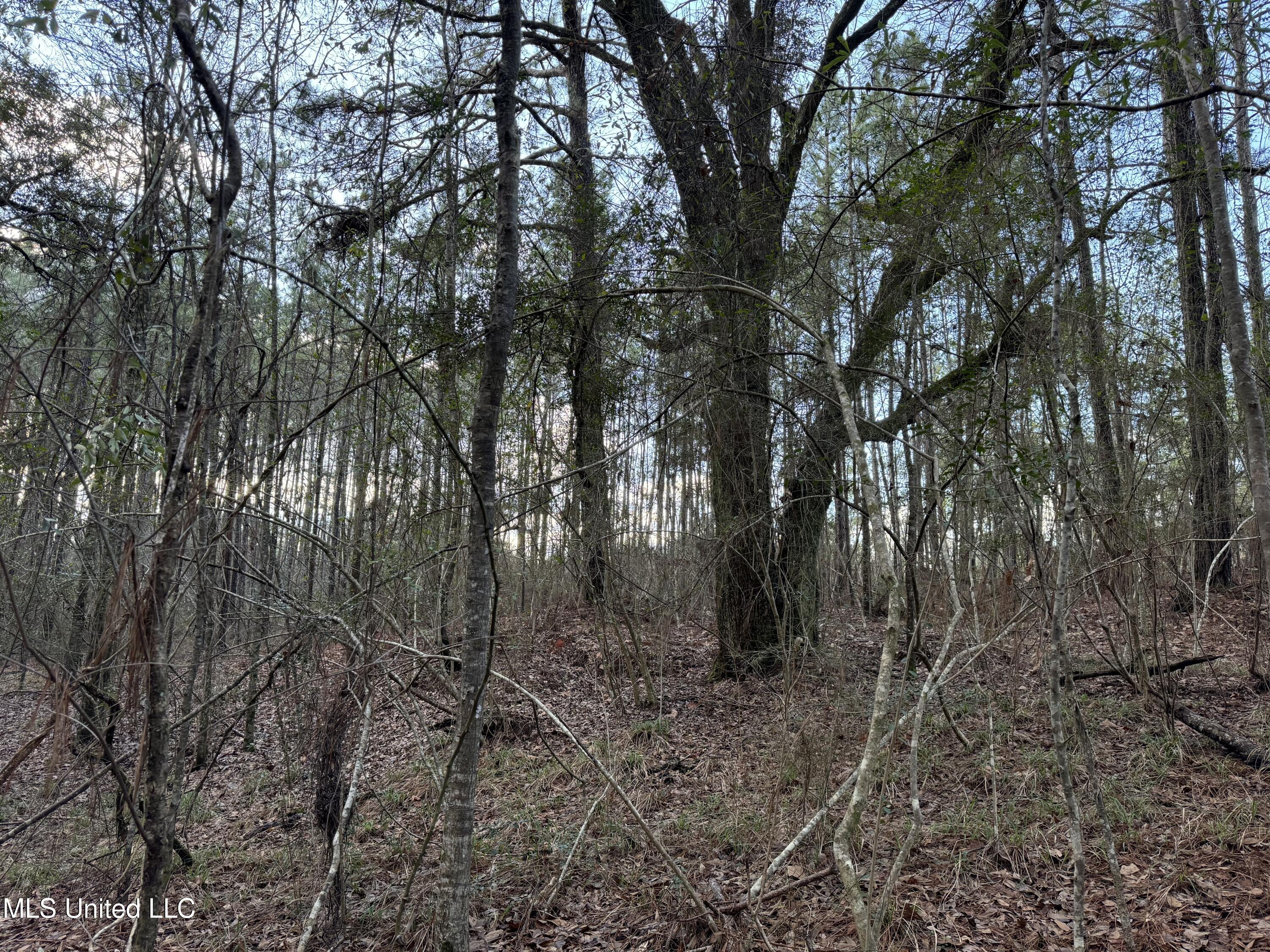 334 Baughman Road Poplarville, MS 39470 - Photo 3 of 19 IMG_1491