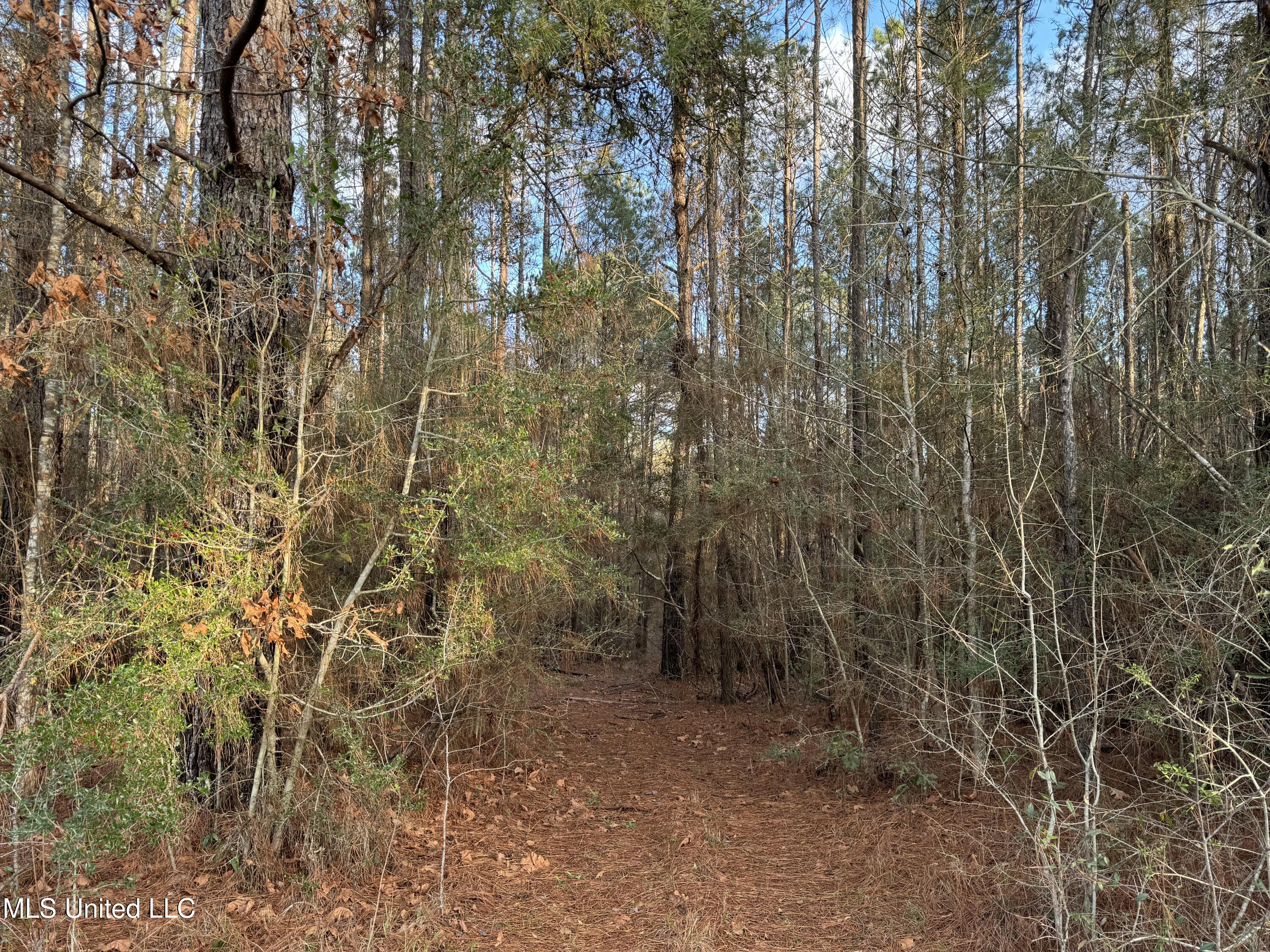 334 Baughman Road Poplarville, MS 39470 - Photo 10 of 19 IMG_1500