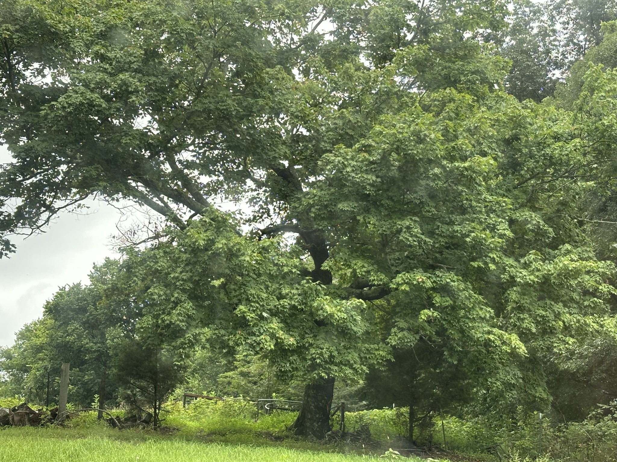 0 Pea Ridge Road Chestnut Mound, TN 38552 - Photo 6 of 20 Gallery Image 6