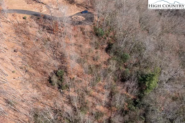 a close up of a plant