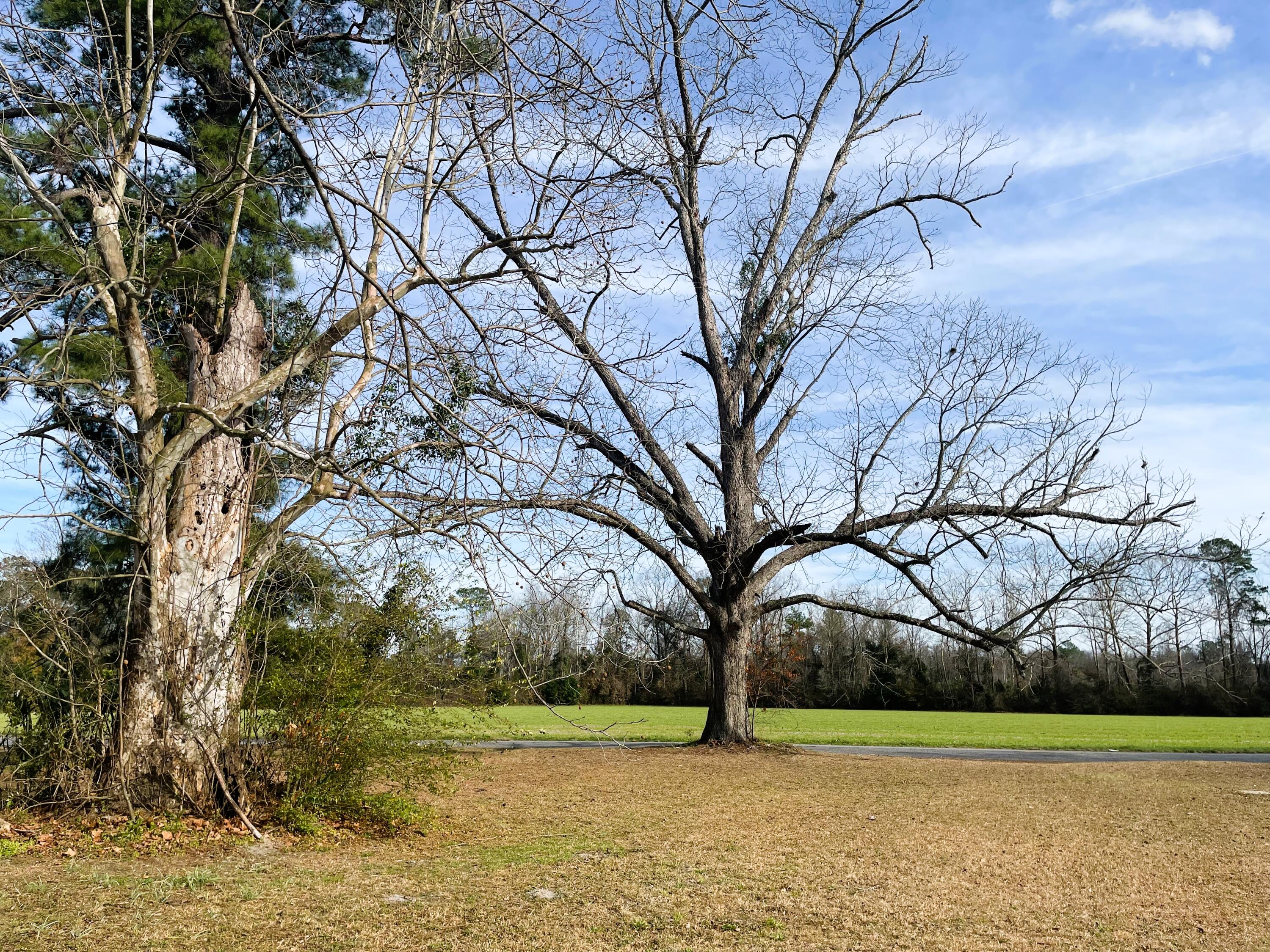 1481 Stokes Road Walterboro, SC 29488 - Photo 2 of 30 1481 Stokes Road
