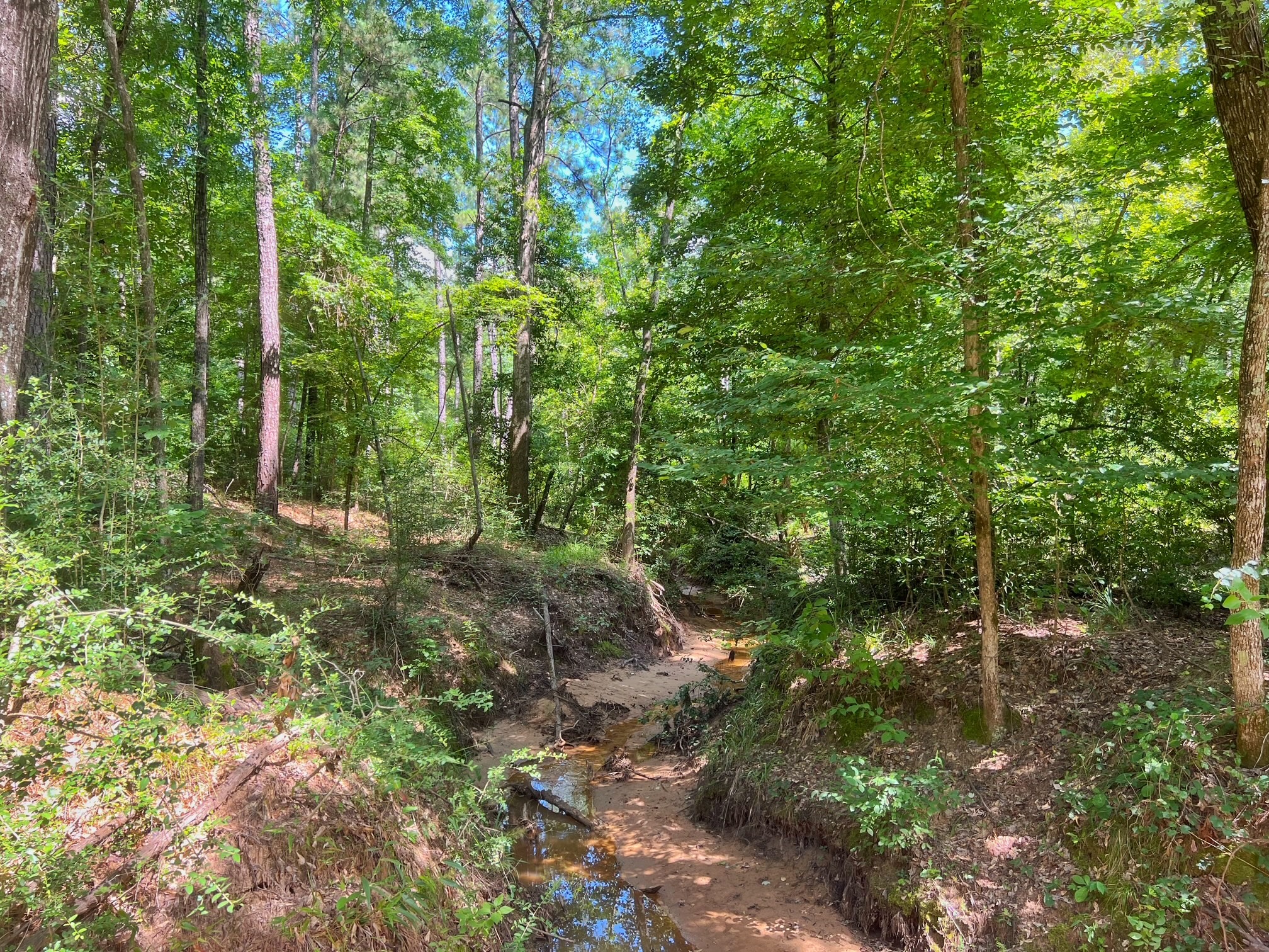 1320 County Road 2112 Rusk, TX 75785 - Photo 7 of 50 a view of forest