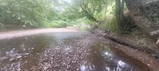a view of a forest with trees