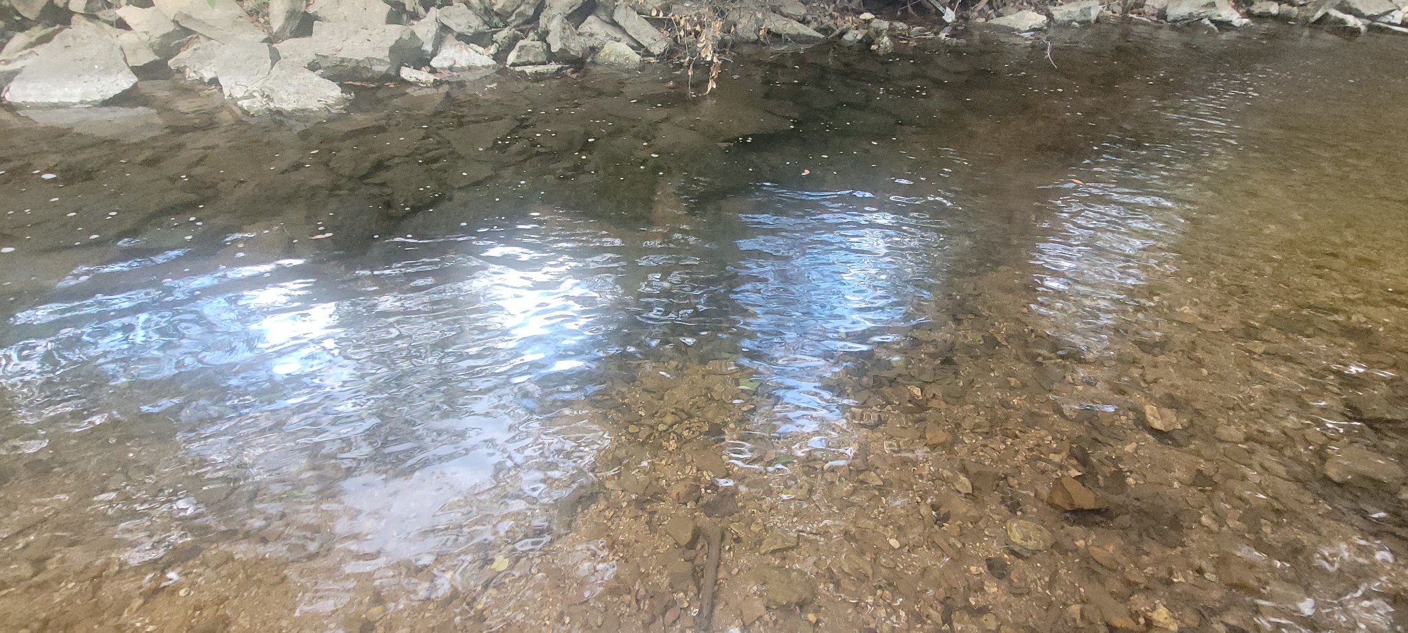 5641 New Highway 7 Santa Fe, TN 38482 - Photo 12 of 20 a close up of a tree