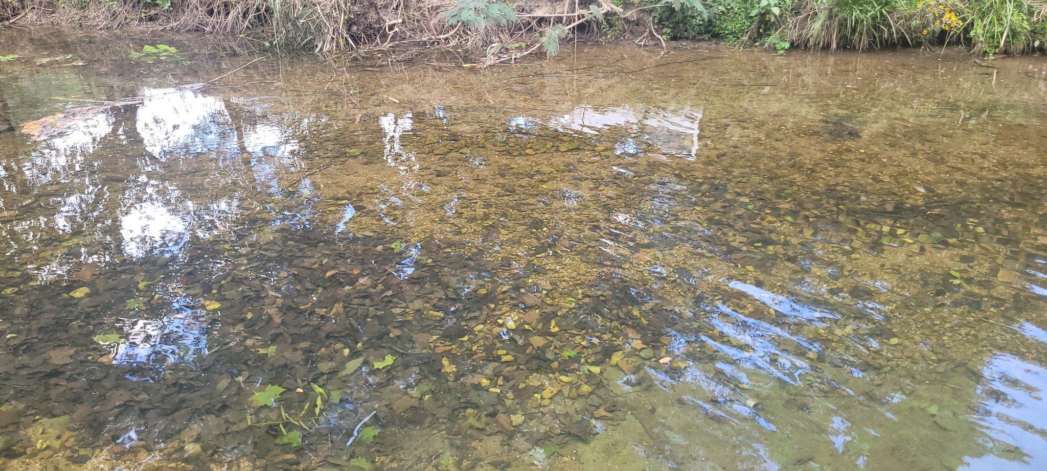 5641 New Highway 7 Santa Fe, TN 38482 - Photo 13 of 20 a view of a yard with a tree