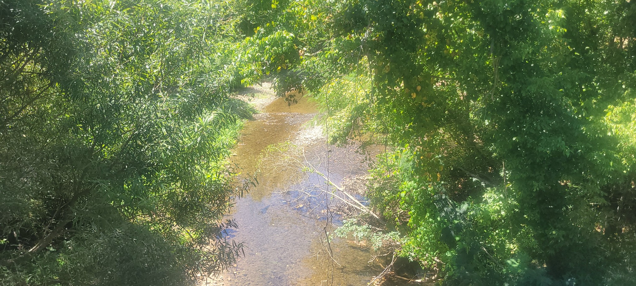 5641 New Highway 7 Santa Fe, TN 38482 - Photo 14 of 20 a view of a yard with a tree
