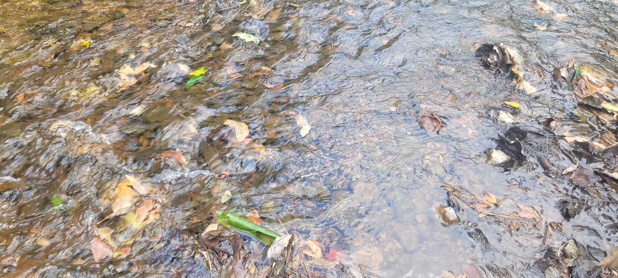 5641 New Highway 7 Santa Fe, TN 38482 - Photo 17 of 20 a picture of tree