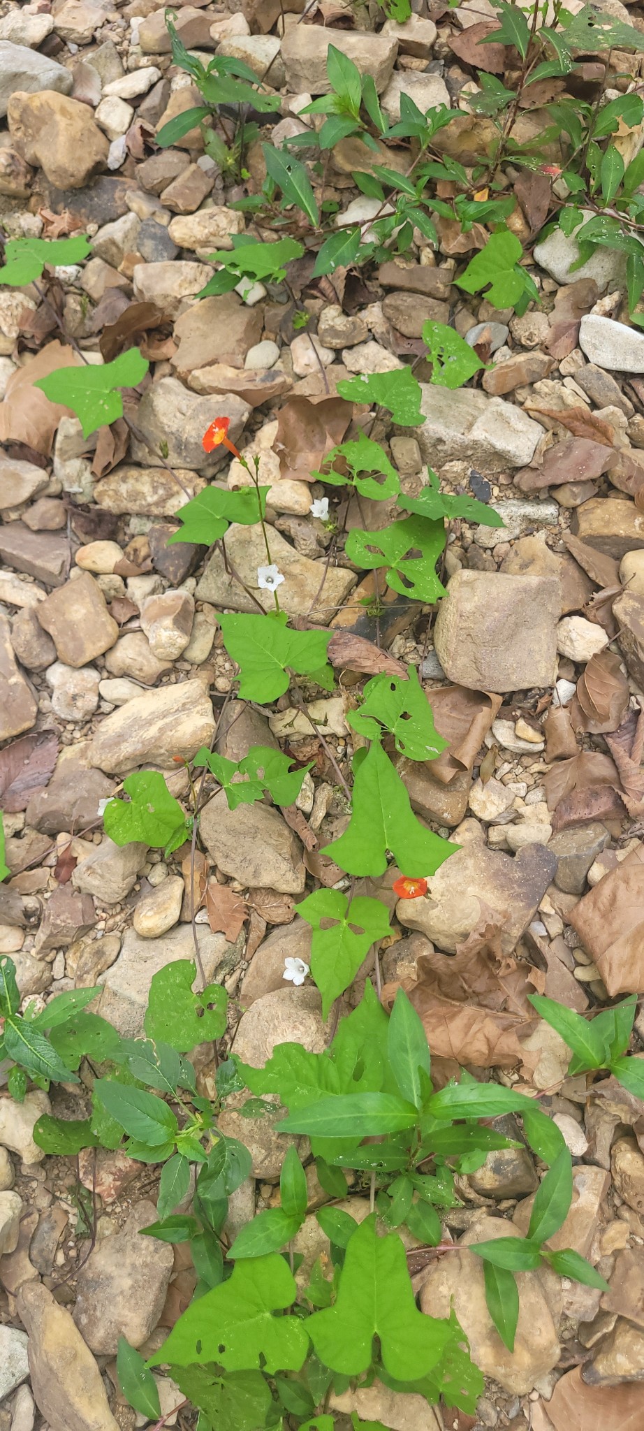5641 New Highway 7 Santa Fe, TN 38482 - Photo 18 of 20 a backyard of a red and white lake view