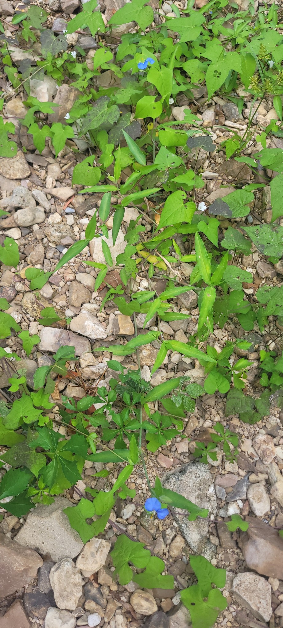 5641 New Highway 7 Santa Fe, TN 38482 - Photo 19 of 20 a backyard of a tree