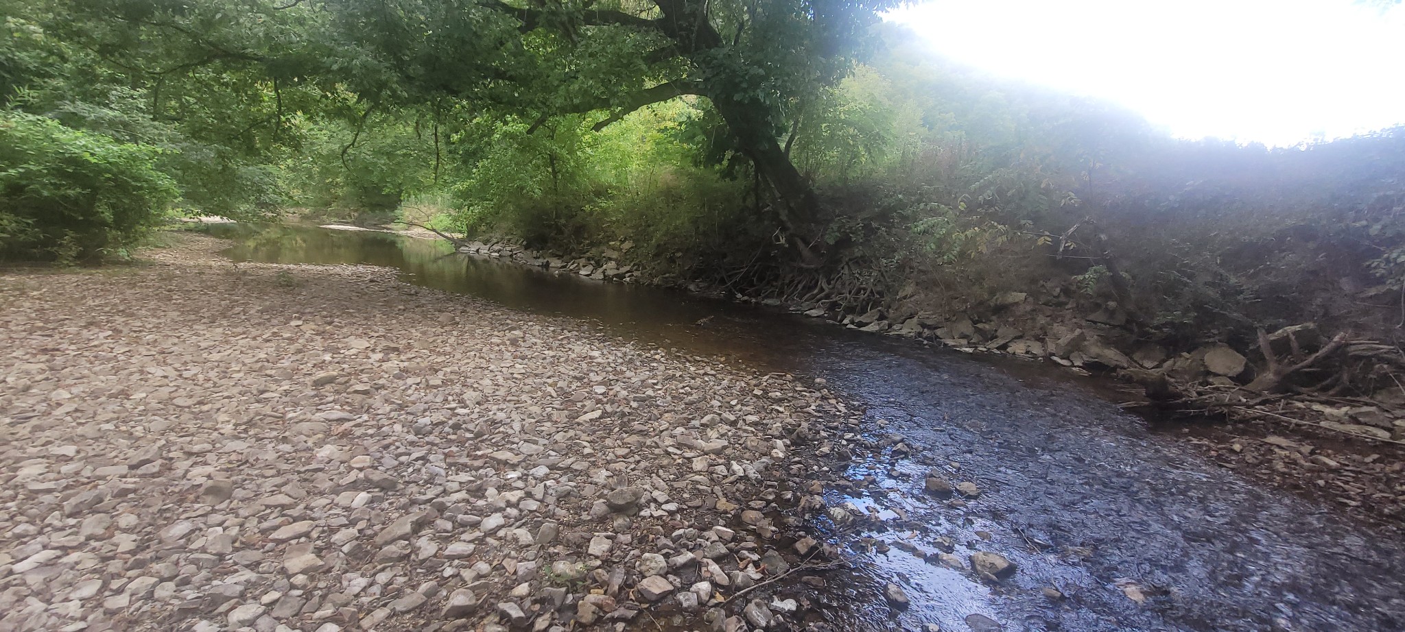 5641 New Highway 7 Santa Fe, TN 38482 - Photo 6 of 20 a view of a yard with a tree