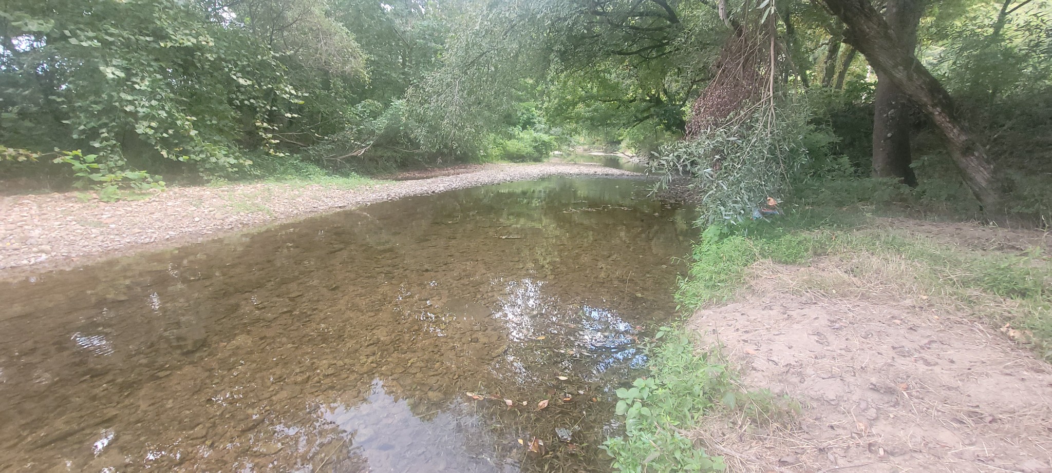 5641 New Highway 7 Santa Fe, TN 38482 - Photo 8 of 20 a view of a forest with trees in the background