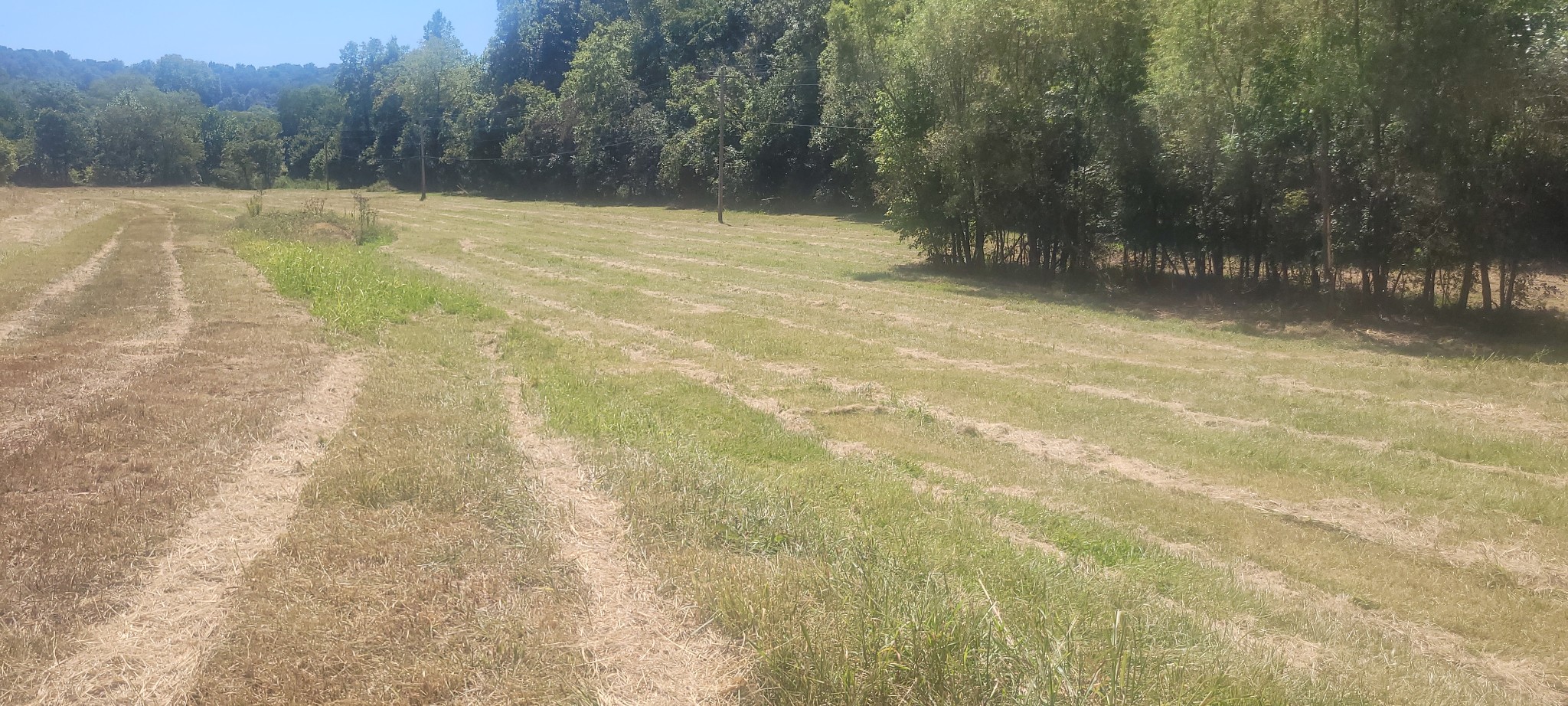 5641 New Highway 7 Santa Fe, TN 38482 - Photo 9 of 20 a view of a yard with a trees