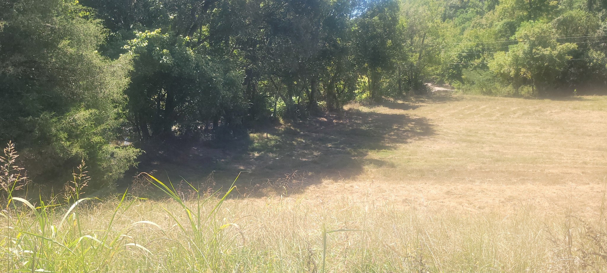 5641 New Highway 7 Santa Fe, TN 38482 - Photo 10 of 20 a close up of a tree in a yard