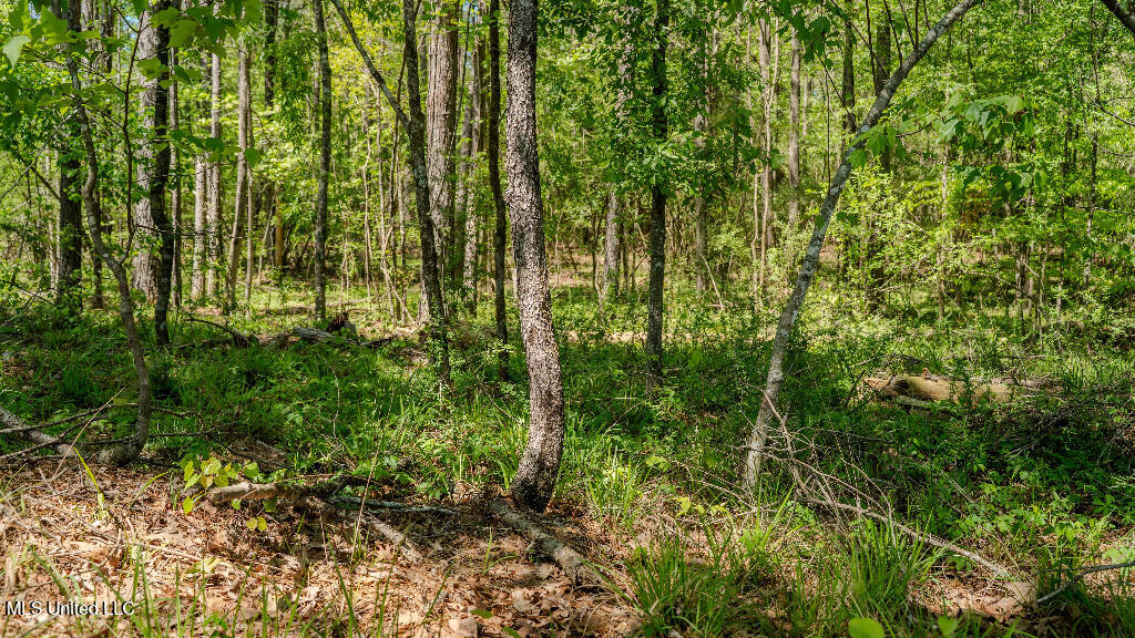 302 South Scr 130 Raleigh, MS 39153 - Photo 17 of 19 17