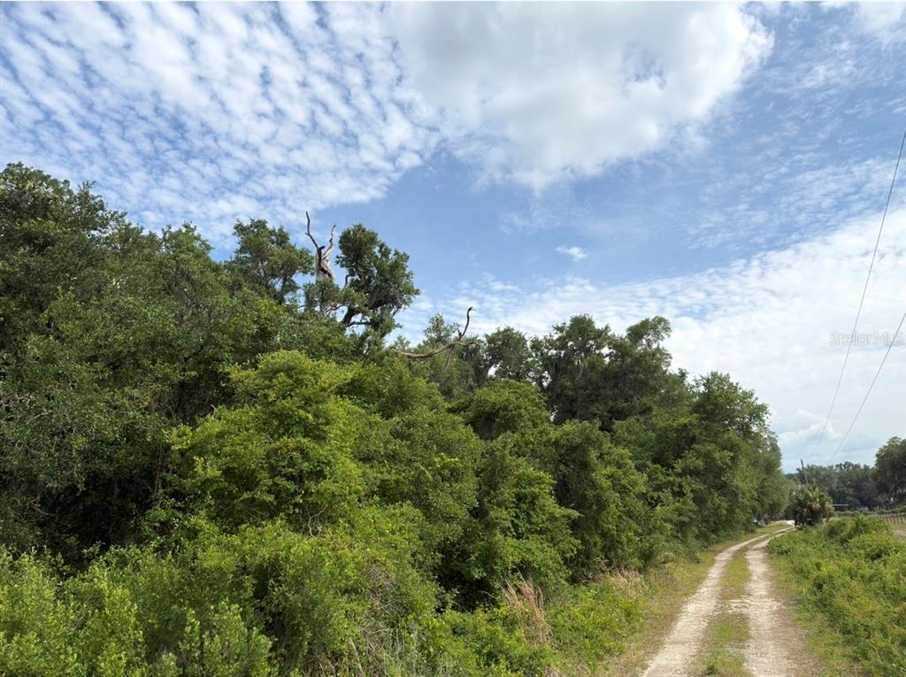 707 County Road Webster, FL 33597 - Photo 2 of 7 a view of a bunch of trees