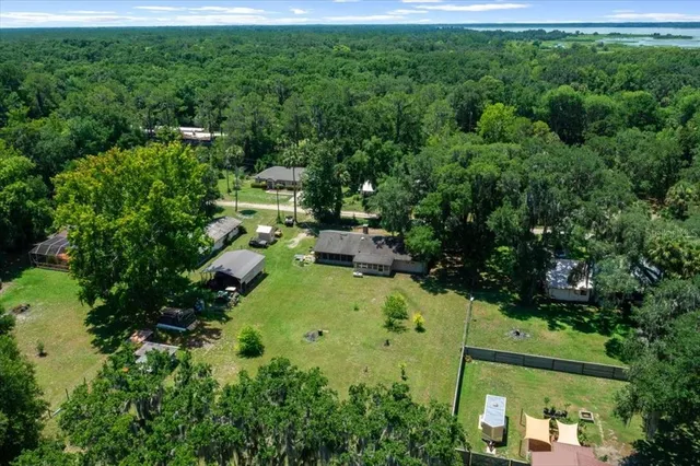 a view of a yard with plants and large trees