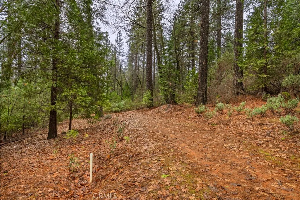 0 Christina Drive Magalia, CA 95954 - Photo 12 of 18 a view of a yard with trees