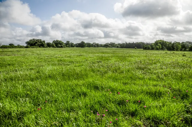 a view of a big yard with plants and a big yard