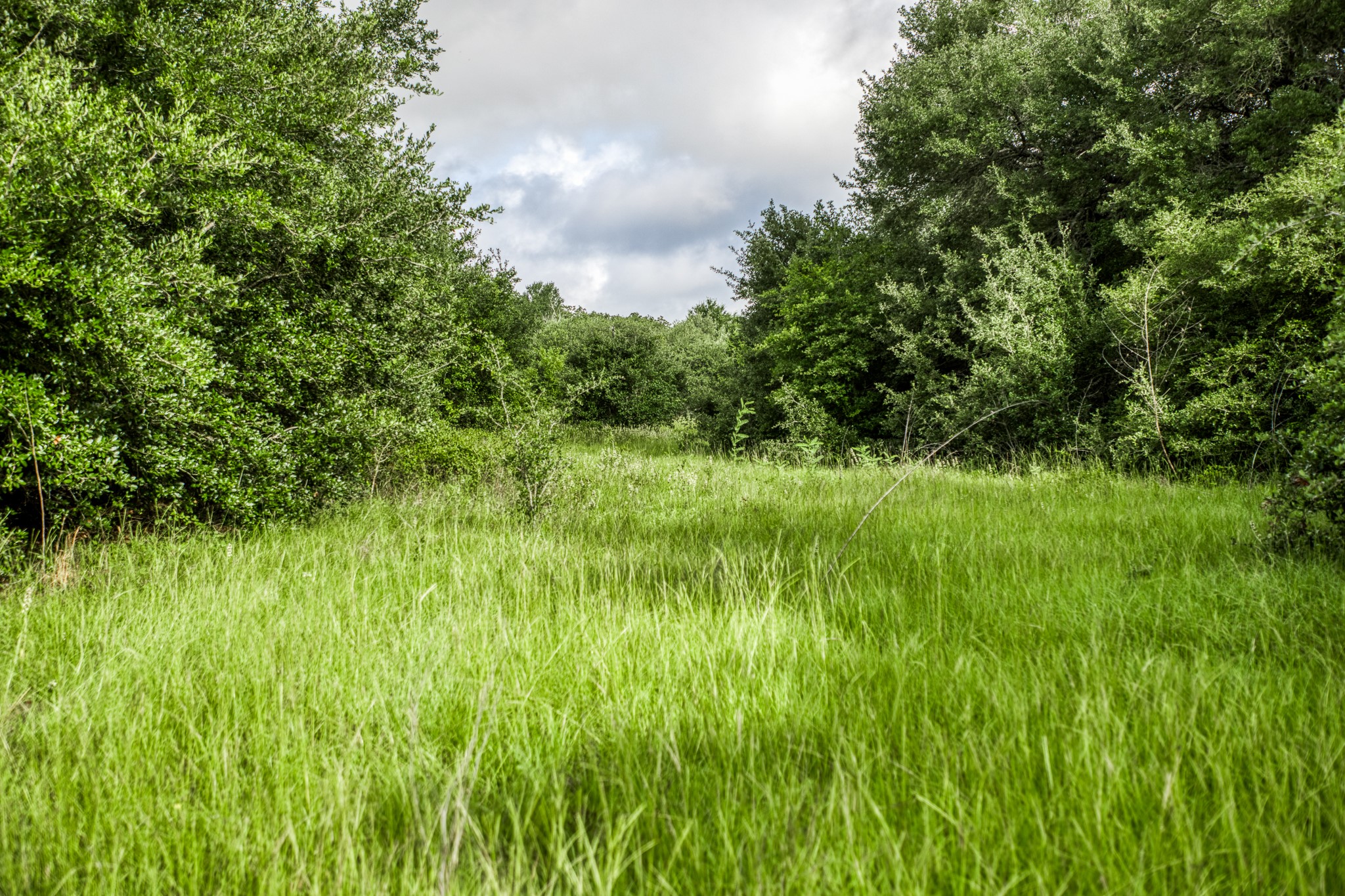 9 South Nassau Road Round Top, TX 78954 - Photo 15 of 23 a view of a lush green space