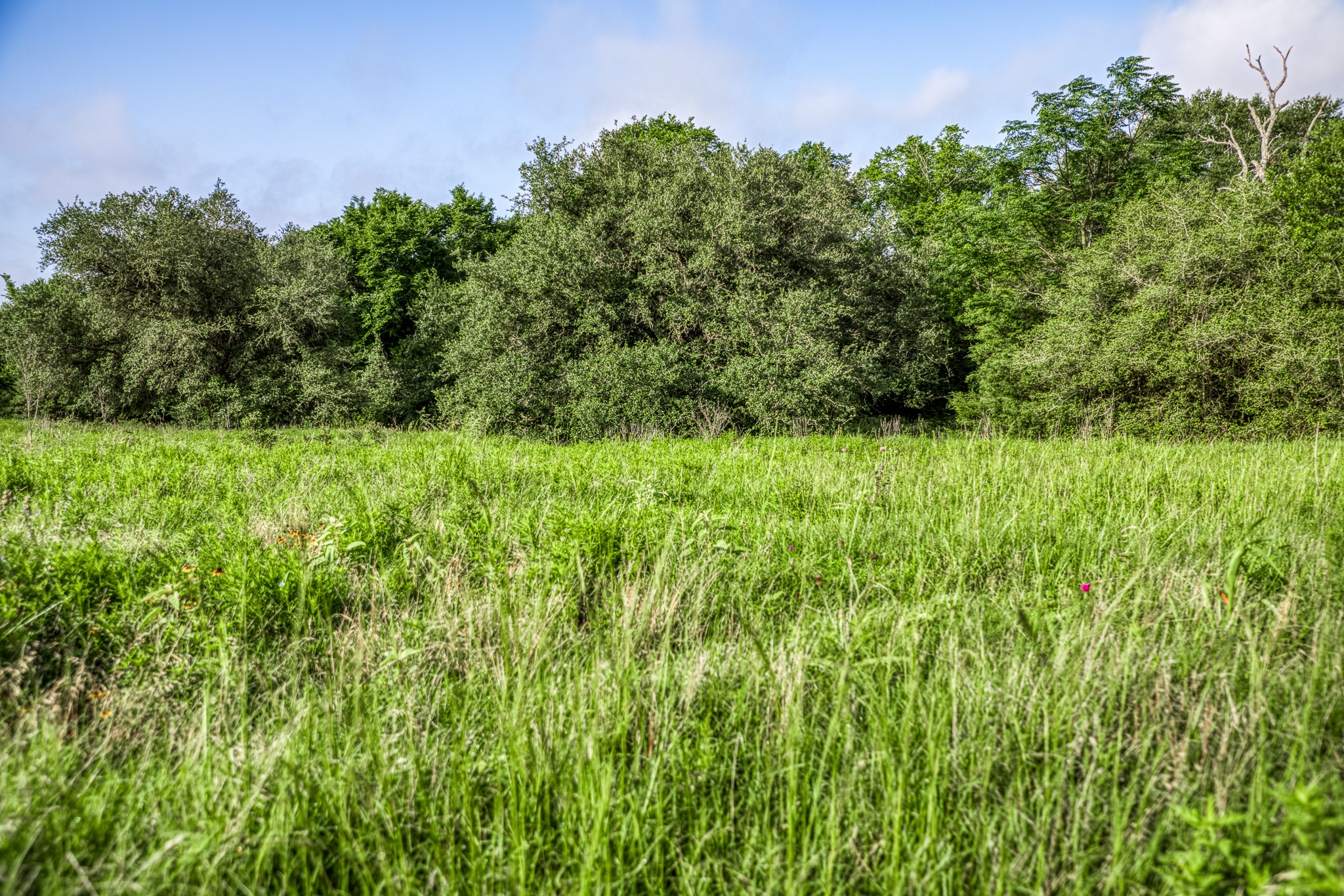 9 South Nassau Road Round Top, TX 78954 - Photo 7 of 23 a view of a lush green space