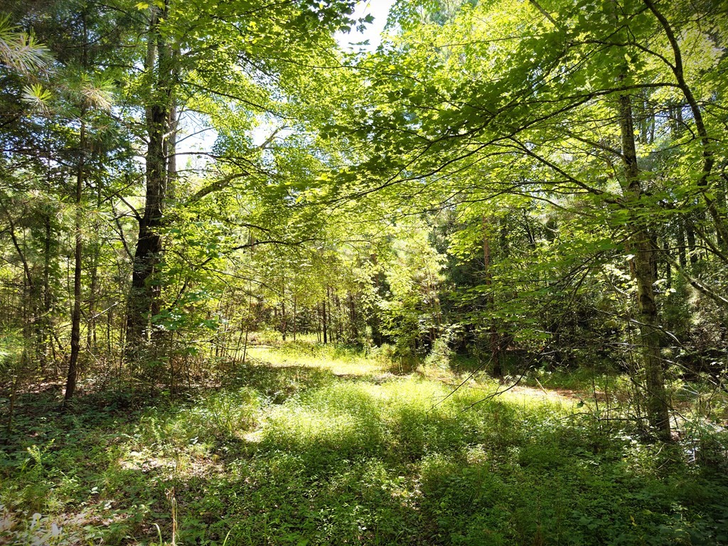 0 Marcrom Road Morrison, TN 37357 - Photo 5 of 26