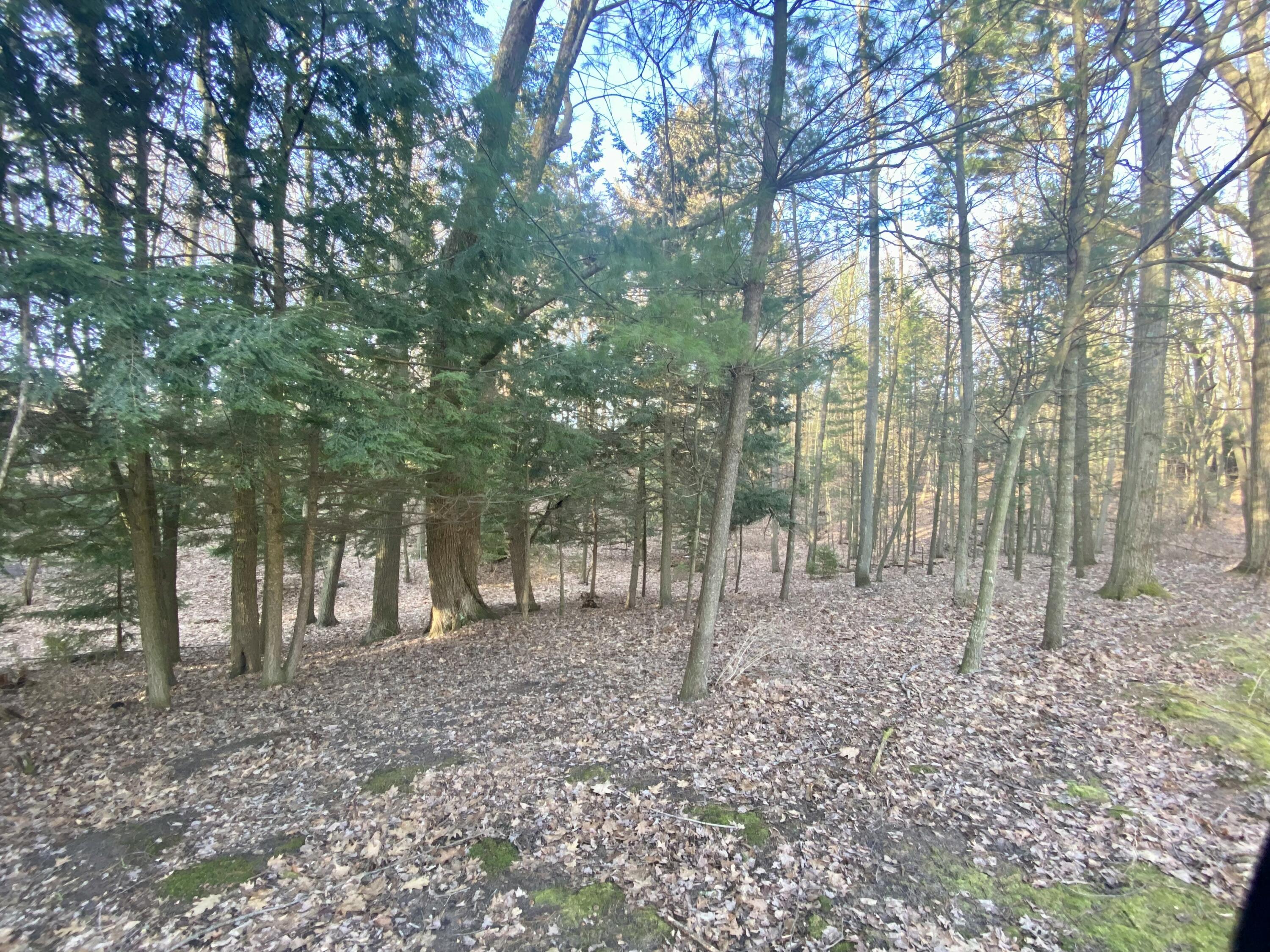 15 Acres W Kott Road Manistee, MI 49660 - Photo 22 of 29 IMG_1232