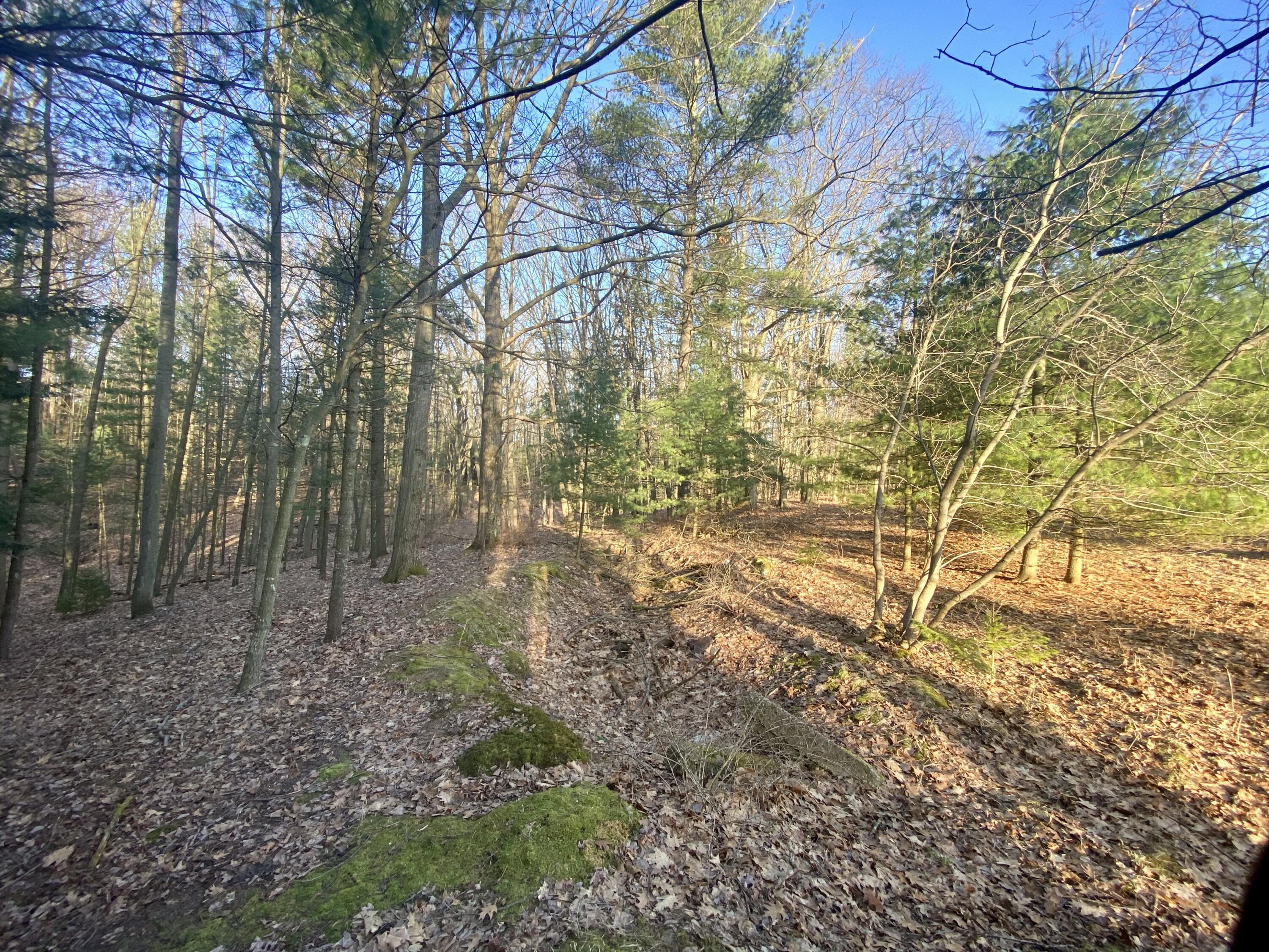 15 Acres W Kott Road Manistee, MI 49660 - Photo 23 of 29 IMG_1233
