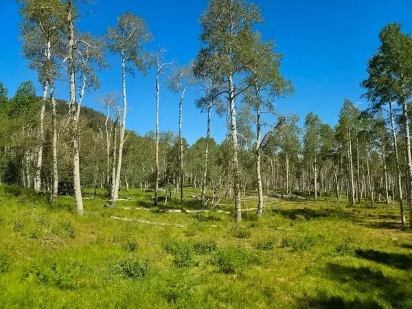 $575,000 | 40 Acres Summit Mountain Road, Brian Head, UT 84719