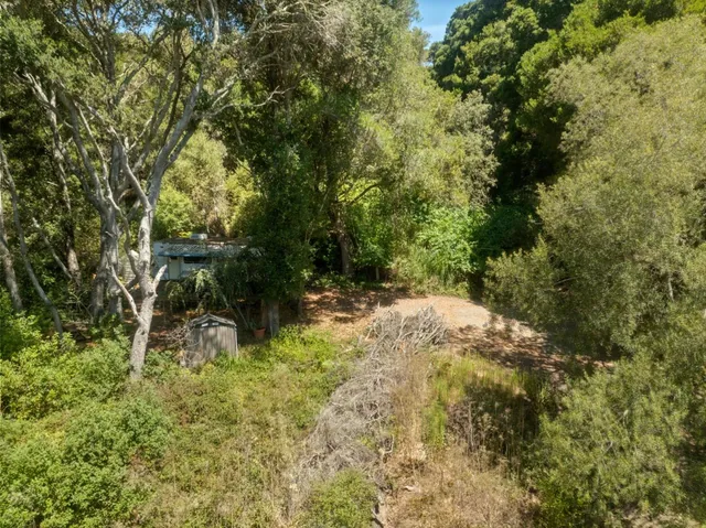 a view of a yard with plants and large trees